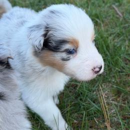 BMF1 - Blue merle female Australian Shepherd puppy in Manchester, Iowa from Lone Willow Aussies