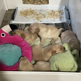 Labrador Retriever Puppies from Bogs Edge Labradors