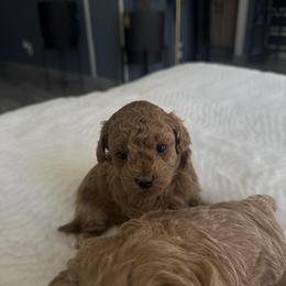 Banana - Red female Maltipoo puppy in San Diego, California from Maltipoos SD