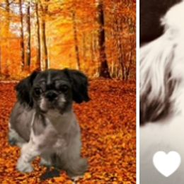 Angel - Shih Tzu