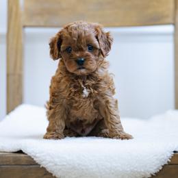 Cavapoo puppies from Abner Creek Poodles & Doodles
