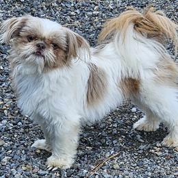 Pickles - Shih Tzu