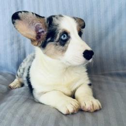 Apollo 2 - Blue merle and white male Cardigan Welsh Corgi puppy in Huntington Beach, California from Gingerbread