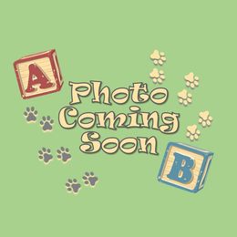 Champion-Sired Alexandrite - Blenheim female Cavalier King Charles Spaniel puppy in Louisville, Kentucky from Ali-Mae Cavaliers