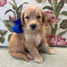 Biscuit - Cream male Goldendoodle puppy in The Woodlands, Texas from Gracie's Goldendoodles and Bernedoodles