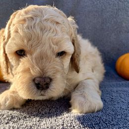 Louis - Buff male Cockapoo puppy in Bedford, Iowa from Our Father’s Doodles