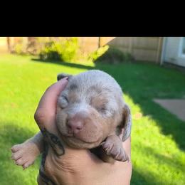 Allie - Dapple female Dachshund puppy in Jackson, Tennessee from BlackPine Kennels