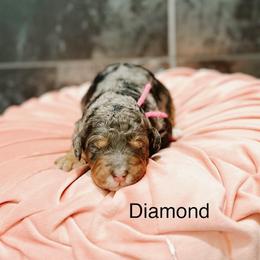 Diamond - Blue merle female Bernedoodle puppy in Pasco, Washington from Camp Doodle Woods