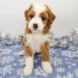 Ginger - Red female Bernedoodle puppy in Granton, Wisconsin from Rose River Farms