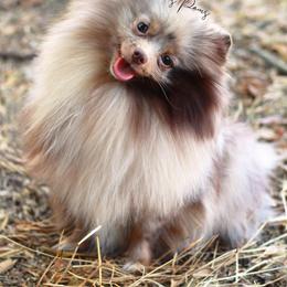Pomeranian All Grown Up from My Precious Poms