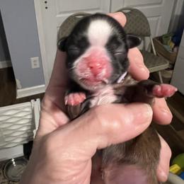 Lavender - - Brindle and white female Shih Tzu puppy in Mays Landing, New Jersey from Fancy Paws Shorkies & Shih Tzus