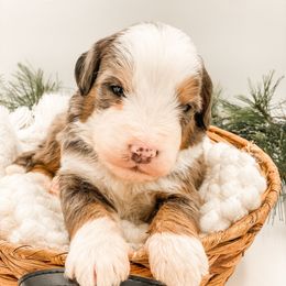 Pumpkin Pie - Blue merle male Bernedoodle puppy in Hudson, Indiana from TurkeyCreek-K9