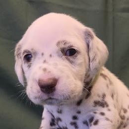 Green Girl (Liver) - White and liver brown female Dalmatian puppy in Spring Branch, Texas from D'vine Dalmatians