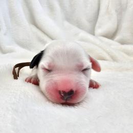 Brown - White and black male Dalmatian puppy in Gray, Georgia from Fuller Spots