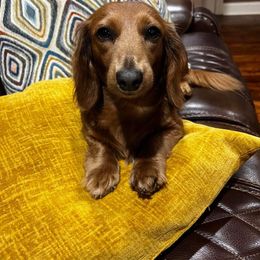 Hattie Jane - Dachshund