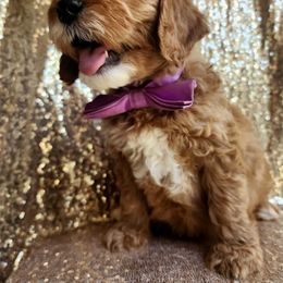 Goldendoodle Puppies from KK's Doodle Bunch