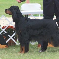 Gordon Setter All Grown Up from Tri-sett