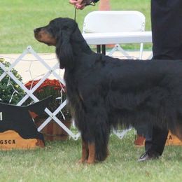 Gordon Setter All Grown Up from Tri-sett