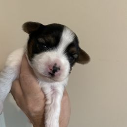 Tap - Parti male Yorkshire Terrier puppy in Carleton, Michigan from Jo Smallwood
