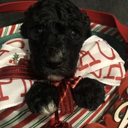 Goldendoodle Puppies from J’s Goldendoodles