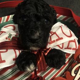 Goldendoodle Puppies from J’s Goldendoodles