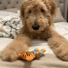 Aussiedoodle and Goldendoodle Puppies from Gray Doodles