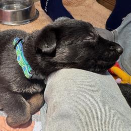 Green Girl - Black and red female German Shepherd puppy in Rolesville, North Carolina from Ransomshire Shepherds