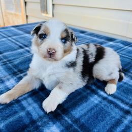 Aurora - Red merle female Australian Shepherd puppy in Charlotte, North Carolina from Awesome Aussies