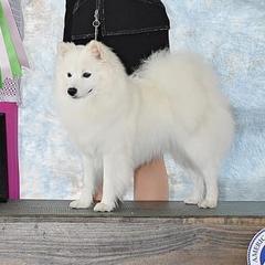 Mila - American Eskimo Dog