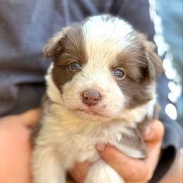 Daly - Red female Border Collie puppy in North Lakeport, California from Wild Rose Ranch
