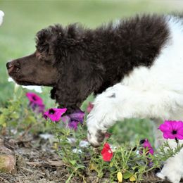 Poodle Puppies from Chapel Hill Poodles