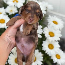 Surf - Chocolate and tan male Dachshund puppy in Lehi, Utah from Cherry Creek Dachshunds