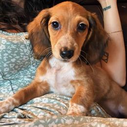 Nutmeg - Piebald female Dachshund puppy in Mountain Home, Arkansas from The Teacup Homestead Miniature Dachshunds
