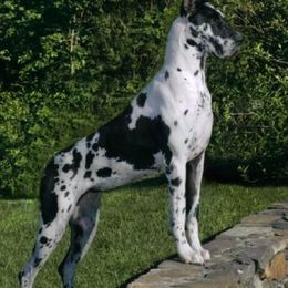 Great Danes from Ohana Danes