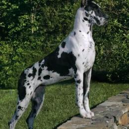 Great Danes from Ohana Danes