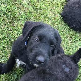 Giant Schnauzer Puppies from Seven Bends Giants