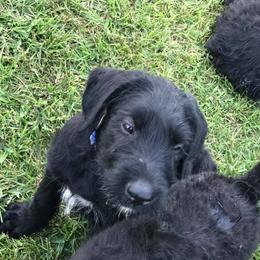 Giant Schnauzer Puppies from Seven Bends Giants