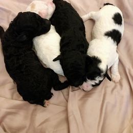 Poodle Puppies from Tuts Pups Cafe