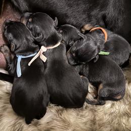Manchester Terrier puppies from Noble Kennels Standard Manchesters