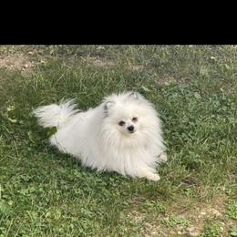 Wedo - Pomeranian