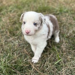 Rudolph - Red merle male Border Collie puppy in Erwin, North Carolina from Herd That Farms