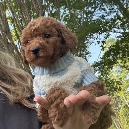 Tako - Red  male Goldendoodle puppy in Mint Hill, North Carolina from DoodleForever