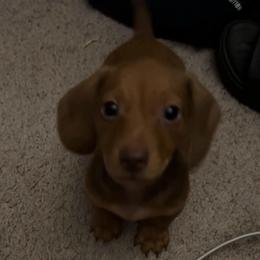 Rusty - Red male Dachshund puppy in Silsbee, Texas from The Doxie Den