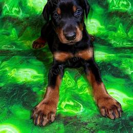 Black - Black and rust male Doberman Pinscher puppy in Louisville, Kentucky from Ruiz Dobermans