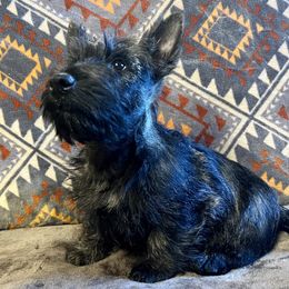 Bruno - Brindle male Scottish Terrier puppy in Morganton, North Carolina from Maylark Scottish Terriers