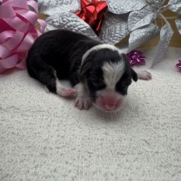 Ember - Black and tan female Pembroke Welsh Corgi puppy in Ruidoso, New Mexico from Ruidoso's Crowned Companions