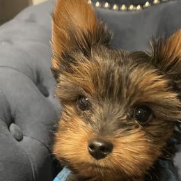 Yorkshire Terriers from Alisha's Yorkshire Terriers