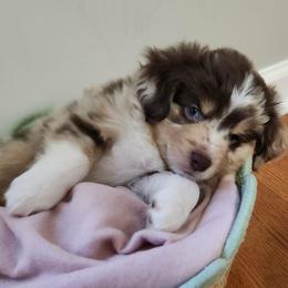 Wildner - Red merle male Miniature American Shepherd puppy in Bristol, Tennessee from Riverstone Aussies