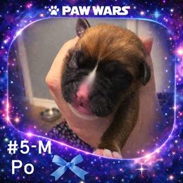 Po - Fawn male Boxer puppy in Ocala, Florida from Bowers Boxers