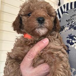 Finnegan - Red  male Goldendoodle puppy in Easley, South Carolina from Pawmetto Goldendoodles